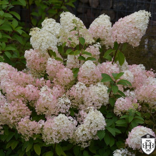 Hydrangea paniculata 'Bobo' - Aedhortensia 'Bobo' C2/2L